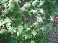 Fan-leaf Maple
